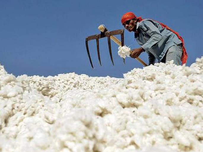 Purchase of only 1 lakh bales of cotton in the state from 'CCI'; Hit by oppressive conditions | ‘सीसीआय'कडून राज्यात फक्त १ लाख कापूस गाठींचीच खरेदी; जाचक अटींचा फटका Purchase of only 1 lakh bales of cotton in the state from 'CCI'; Hit by oppressive conditions | ‘सीसीआय'कडून राज्यात फक्त १ लाख कापूस गाठींचीच खरेदी; जाचक अटींचा फटका