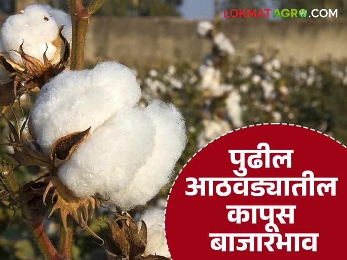Latest News Kapus Bajarbhav How will cotton prices be next week Know in detail | Kapus Bajarbhav : पुढील आठवड्यात कापसाचे दर कसे राहतील? जाणून घ्या सविस्तर  Latest News Kapus Bajarbhav How will cotton prices be next week Know in detail | Kapus Bajarbhav : पुढील आठवड्यात कापसाचे दर कसे राहतील? जाणून घ्या सविस्तर