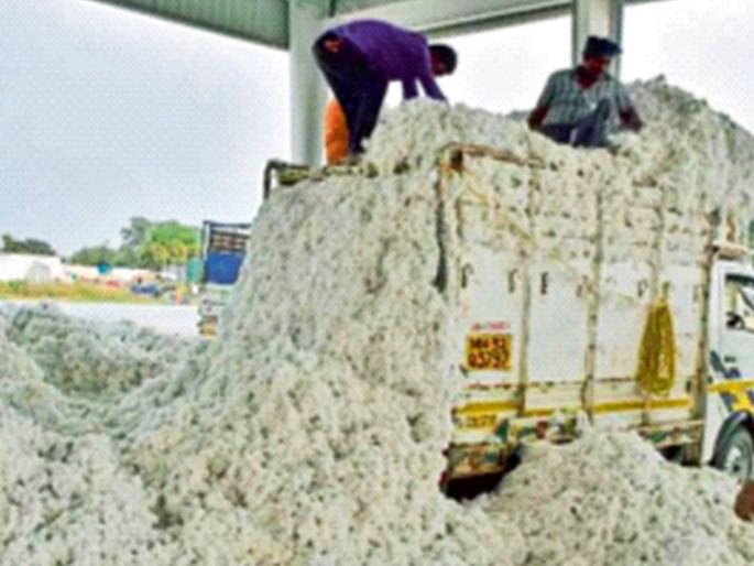 More than half of the cotton is still in the house, | अर्धाअधिक कापूस अद्यापही घरातच, भाववाढीची प्रतीक्षा More than half of the cotton is still in the house, | अर्धाअधिक कापूस अद्यापही घरातच, भाववाढीची प्रतीक्षा
