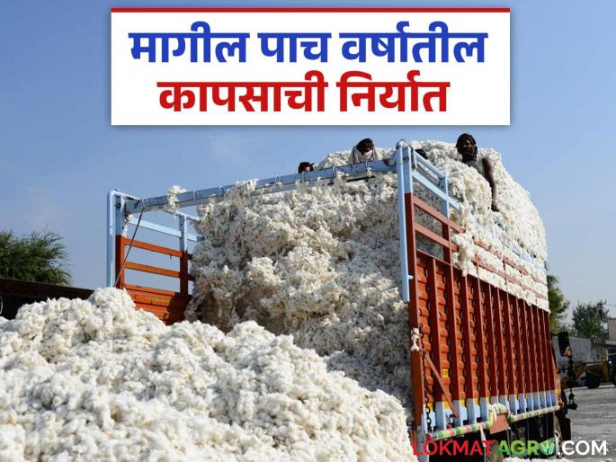 Latest news kapus Niryat Cotton bale exports from India have decreased in last five years | Cotton Export : गेल्या पाच वर्षात भारतातून कापसाच्या गाठींची निर्यात किती झाली? जाणून घ्या सविस्तर  Latest news kapus Niryat Cotton bale exports from India have decreased in last five years | Cotton Export : गेल्या पाच वर्षात भारतातून कापसाच्या गाठींची निर्यात किती झाली? जाणून घ्या सविस्तर