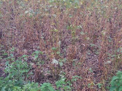 Crop damage by return rains | परतीच्या पावसाने पिकांचे नुकसान