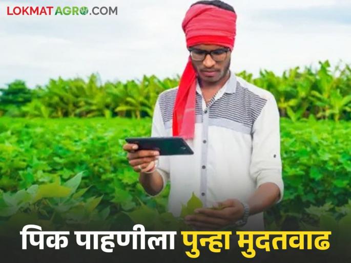 Latest news e pik pahani deadline for e-crop inspection has been extended 30th september | E Pik Pahani : शेतकऱ्यांनो, ई पीक पाहणीसाठी पुन्हा मुदत वाढवली, आता 'या' तारखेपर्यंत मुदत 