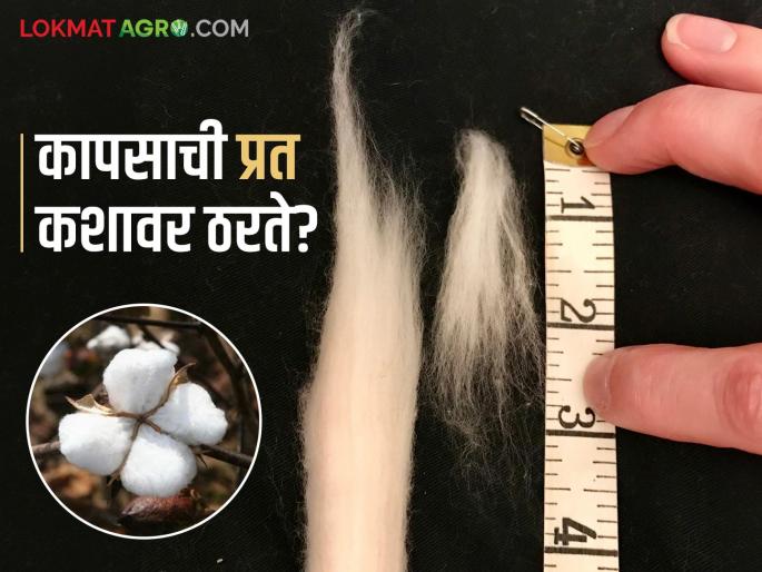 Follow these five things and get the highest price for your cotton in the market | ह्या पाच गोष्टी पाळा अन् बाजारात तुमच्या कापसाला सर्वाधिक भाव मिळावा Follow these five things and get the highest price for your cotton in the market | ह्या पाच गोष्टी पाळा अन् बाजारात तुमच्या कापसाला सर्वाधिक भाव मिळावा