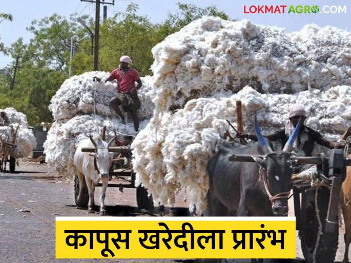 Latest News Kapus Matrket Cotton procurement begins at Kajgaon market in Jalgaon district | जळगाव जिल्ह्यातील कजगाव मार्केटला कापूस खरेदीला प्रारंभ, काय दर मिळाला?  Latest News Kapus Matrket Cotton procurement begins at Kajgaon market in Jalgaon district | जळगाव जिल्ह्यातील कजगाव मार्केटला कापूस खरेदीला प्रारंभ, काय दर मिळाला?