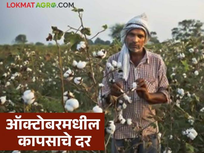 Latest news Kapus Market Read in detail how cotton prices will be available October 2025 | Kapus Market : या ऑक्टोबर महिन्यात कापसाला कसे दर मिळतील, वाचा सविस्तर 
