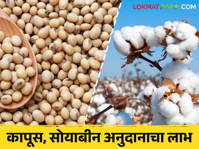Soybean Kapus Anudan : Soybean, cotton subsidy deposited in the account of 65 lakh account holders in the state | Soybean Kapus Anudan : राज्यात ६५ लाख खातेदारांच्या खात्यावर सोयाबीन, कापूस पिकाचे अनुदान जमा Soybean Kapus Anudan : Soybean, cotton subsidy deposited in the account of 65 lakh account holders in the state | Soybean Kapus Anudan : राज्यात ६५ लाख खातेदारांच्या खात्यावर सोयाबीन, कापूस पिकाचे अनुदान जमा