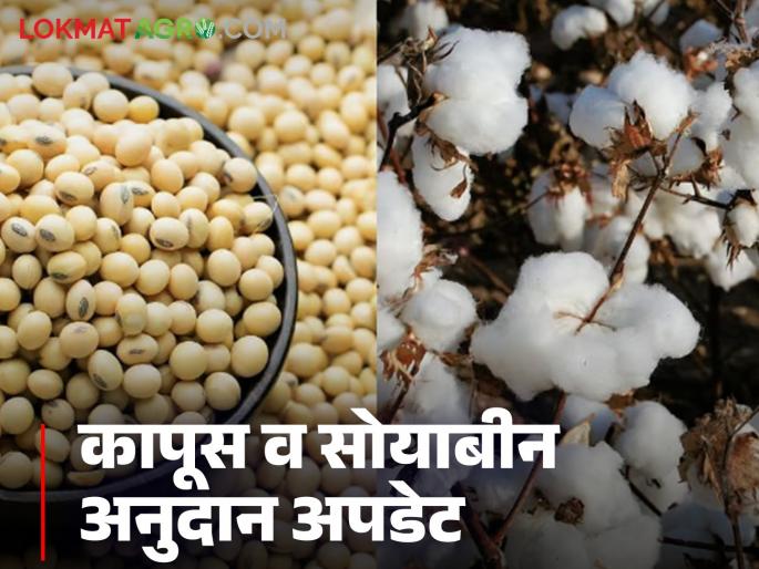 Kapus Soybean Anudan : This is a big decision for farmers who did not get cotton and soybean subsidy; Read in detail | Kapus Soybean Anudan : कापूस व सोयाबीन अनुदान न मिळालेल्या शेतकऱ्यांसाठी हा मोठा निर्णय; वाचा सविस्तर Kapus Soybean Anudan : This is a big decision for farmers who did not get cotton and soybean subsidy; Read in detail | Kapus Soybean Anudan : कापूस व सोयाबीन अनुदान न मिळालेल्या शेतकऱ्यांसाठी हा मोठा निर्णय; वाचा सविस्तर