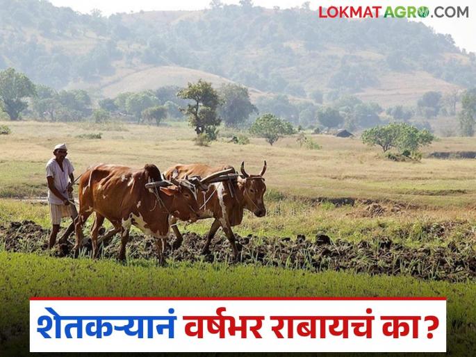 Latest News Cotton farmers are not getting guaranteed prices see details | कापसाचा हमीभाव वाढतो, मात्र शेतकऱ्यांना बाजारात एकरी खर्चही मिळत नाही! Latest News Cotton farmers are not getting guaranteed prices see details | कापसाचा हमीभाव वाढतो, मात्र शेतकऱ्यांना बाजारात एकरी खर्चही मिळत नाही!