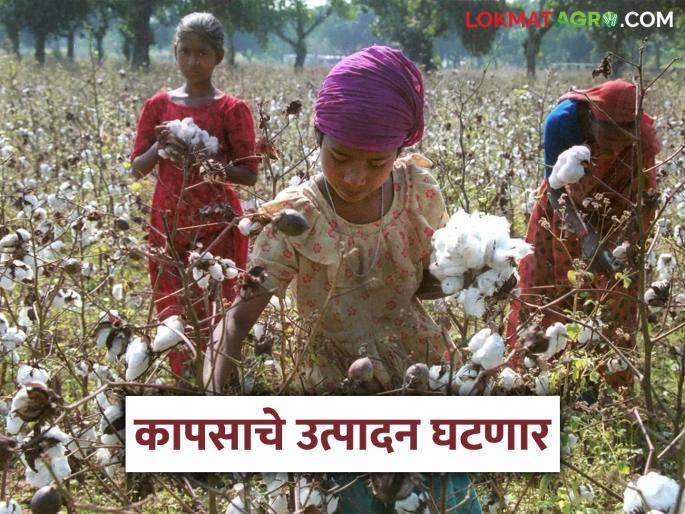 latest News Kapus Lagvad How has cotton cultivation been in last eight years read in detail | Kapus Lagvad : मागील आठ वर्षात कापसाची लागवड कशी राहिली? जाणून घ्या सविस्तर  latest News Kapus Lagvad How has cotton cultivation been in last eight years read in detail | Kapus Lagvad : मागील आठ वर्षात कापसाची लागवड कशी राहिली? जाणून घ्या सविस्तर
