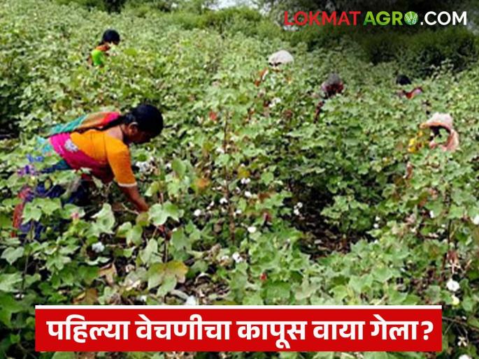 latest news Kapus Kharedi: Heavy rains hit! Farmers' blackened cotton and the government's guaranteed price is only on paper | Kapus Kharedi : अतिवृष्टीचा फटका! शेतकऱ्यांचा काळवंडलेला कापूस आणि सरकारचा हमीभाव कागदावरच