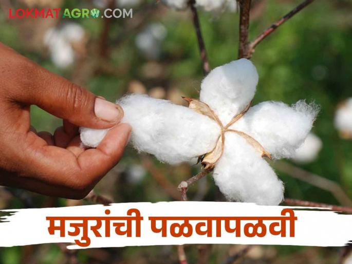 Kapus Vechani : Cotton has come to pick but no labour are not available | Kapus Vechani : कापूस आलाय वेचणीला पण मजूर काय मिळेना Kapus Vechani : Cotton has come to pick but no labour are not available | Kapus Vechani : कापूस आलाय वेचणीला पण मजूर काय मिळेना