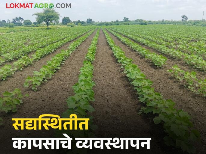 Latest News Cotton farming Know in detail what to do to control cotton aphids | Cotton Farming : कपाशीतील मावा किडीच्या नियंत्रणासाठी काय करावे, जाणून घ्या सविस्तर 