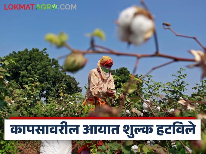 Latest News cotton Import duty removed, impact on kapus market in future | Cotton Import Duty : कापसावरील आयात शुल्क हटविले, भविष्यात बाजारावर काय परिणाम होईल? Latest News cotton Import duty removed, impact on kapus market in future | Cotton Import Duty : कापसावरील आयात शुल्क हटविले, भविष्यात बाजारावर काय परिणाम होईल?