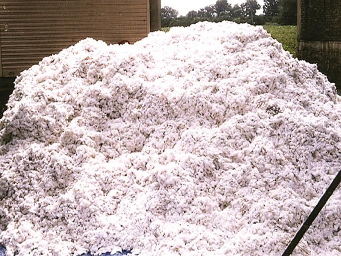 Reduction in cotton weight; Of the farmer merchant | कापसाच्या वजनात घट; शेतकरी व्यापाऱ्यांत तहसीलदारांसमोरच खडाजंगी Reduction in cotton weight; Of the farmer merchant | कापसाच्या वजनात घट; शेतकरी व्यापाऱ्यांत तहसीलदारांसमोरच खडाजंगी