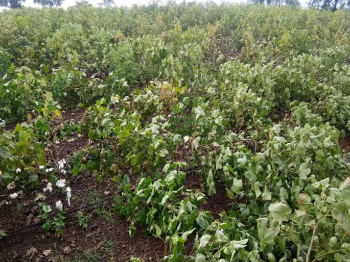 'Cut off cotton after December' | ‘डिसेंबरनंतर कपास उपटून टाका’