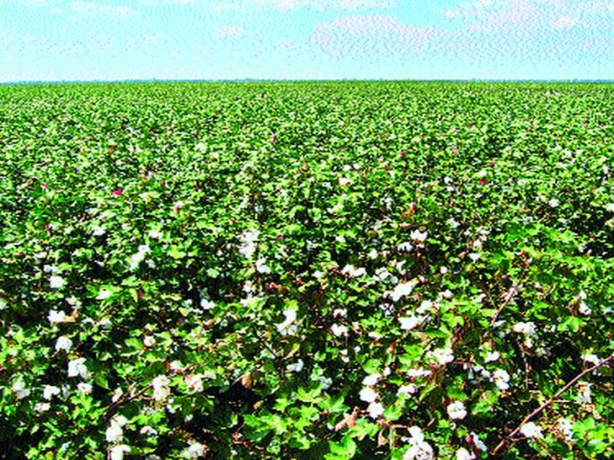 White gold is black, the 'economics of cotton' collapses | पांढरं सोनं काळवंडलं!, कापसाचे ‘अर्थशास्त्र’ कोलमडले White gold is black, the 'economics of cotton' collapses | पांढरं सोनं काळवंडलं!, कापसाचे ‘अर्थशास्त्र’ कोलमडले