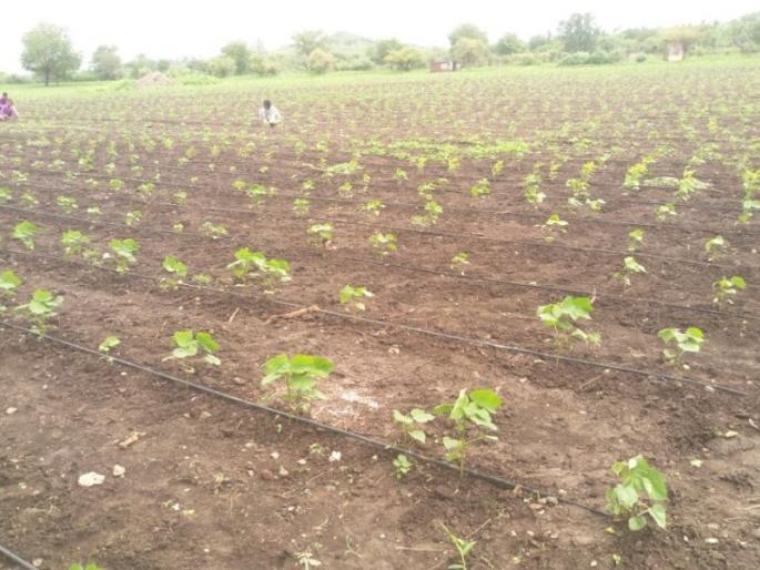 Jamnar recently increased cotton cultivation, maize increased | जामनेरला यंदा कापूस लागवड घटली, मका वाढला Jamnar recently increased cotton cultivation, maize increased | जामनेरला यंदा कापूस लागवड घटली, मका वाढला