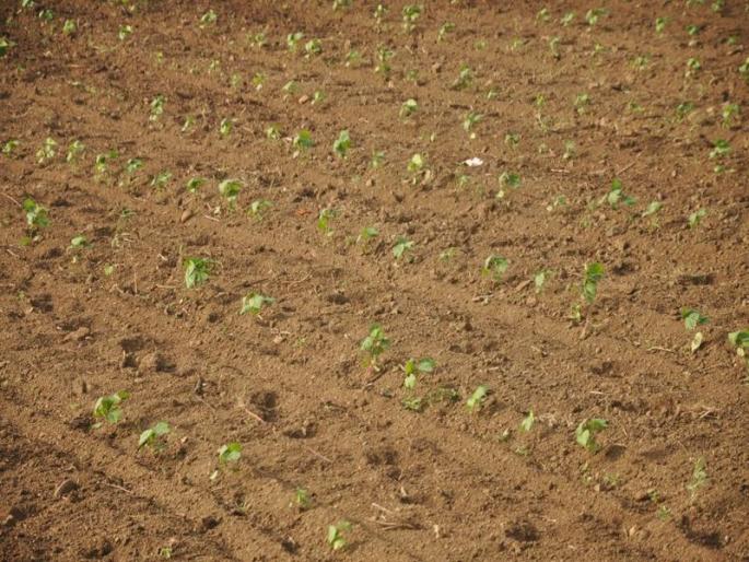 Risks of two lakh hectares of land in Nandurbar | नंदुरबारातील अडीच लाख हेक्टरवरील पिके धोक्यात