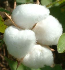 The market opened by CCI in the market | बाजारात सीसीआयने उघडले खरेदीचे खाते The market opened by CCI in the market | बाजारात सीसीआयने उघडले खरेदीचे खाते