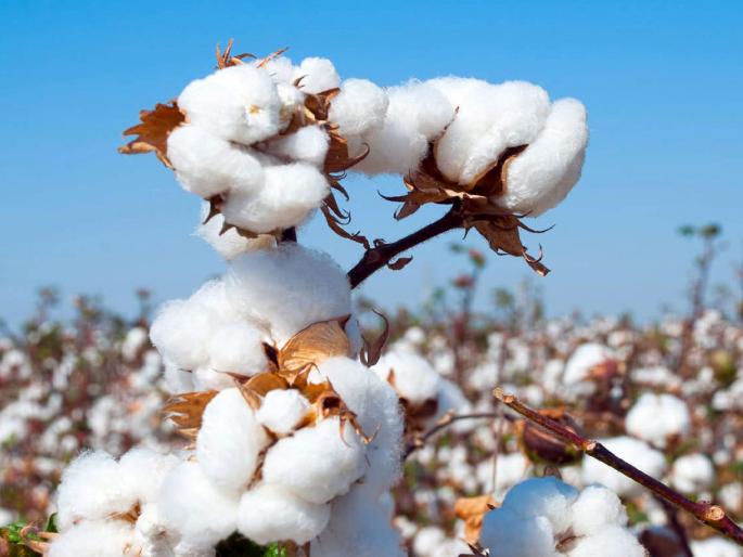 Farmers, don't rush to sell cotton; Revenue down by 12.38 percent | शेतकऱ्यांनाे, कापूस विकण्याची घाई करू नका; आवक १२.३८ टक्क्यांनी घटली Farmers, don't rush to sell cotton; Revenue down by 12.38 percent | शेतकऱ्यांनाे, कापूस विकण्याची घाई करू नका; आवक १२.३८ टक्क्यांनी घटली