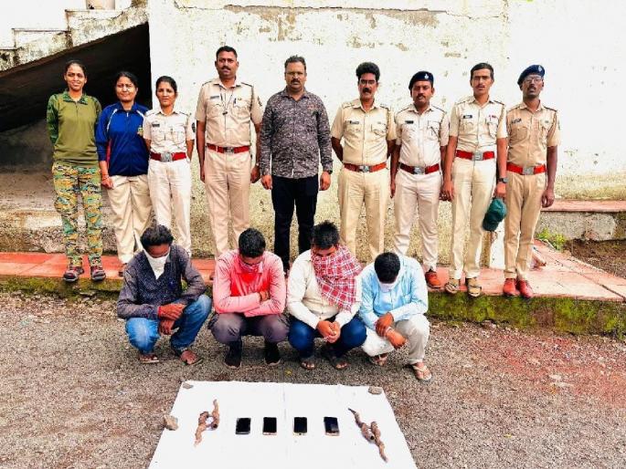 Blackbuck Hunting; Four arrested with horns, forest department stops smuggling in Satara | Satara: काळविटाची शिकार; शिंगांसह चौघांना अटक, वनविभागाने रोखली तस्करी Blackbuck Hunting; Four arrested with horns, forest department stops smuggling in Satara | Satara: काळविटाची शिकार; शिंगांसह चौघांना अटक, वनविभागाने रोखली तस्करी