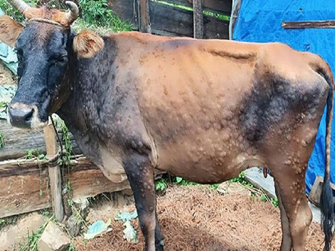 Lumpy skin disease has re-entered in Satara district and after Phaltan now 10 animals are affected in Karhad taluka | कऱ्हाड तालुक्यातही लम्पीचा शिरकाव, लसीकरणाची मोहीम वेगात Lumpy skin disease has re-entered in Satara district and after Phaltan now 10 animals are affected in Karhad taluka | कऱ्हाड तालुक्यातही लम्पीचा शिरकाव, लसीकरणाची मोहीम वेगात