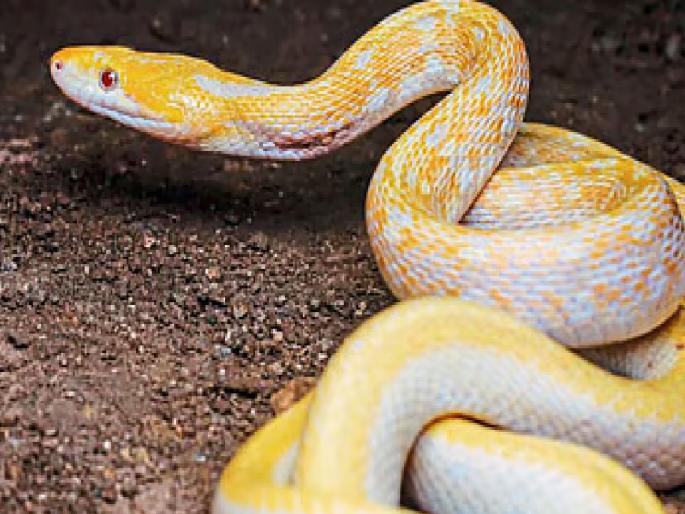 Rare albino smuggler snake found in Yerawale Karad taluka | Satara: येरवळेत आढळला दुर्मीळ 'अलबिनो तस्कर'