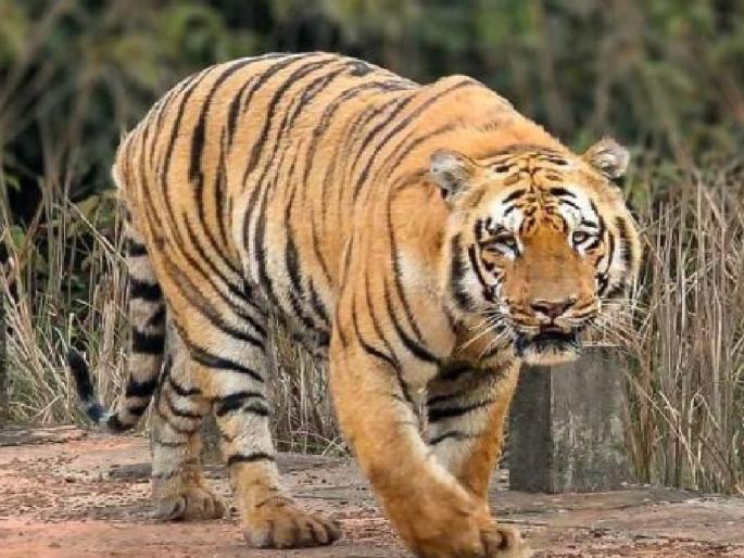 Photos of tiger sighting in Karad area go viral on social media Forest Department complained to Cyber | ‘एआय’च्या साह्याने दाखवली वाघोबाची डरकाळी!; कराड परिसरात घबराट उडाली, वनविभागाने सायबरकडे तक्रार केली Photos of tiger sighting in Karad area go viral on social media Forest Department complained to Cyber | ‘एआय’च्या साह्याने दाखवली वाघोबाची डरकाळी!; कराड परिसरात घबराट उडाली, वनविभागाने सायबरकडे तक्रार केली
