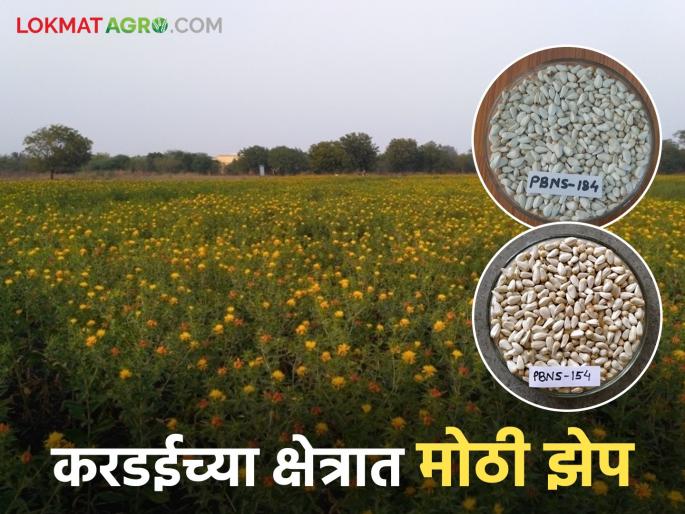 New Research: latest news Two new varieties of 'Kardai' approved at the national level; Know detailed information | New Research : 'करडई'च्या दोन नवीन वाणांना देशपातळीवर मान्यता; जाणून घ्या सविस्तर माहिती New Research: latest news Two new varieties of 'Kardai' approved at the national level; Know detailed information | New Research : 'करडई'च्या दोन नवीन वाणांना देशपातळीवर मान्यता; जाणून घ्या सविस्तर माहिती