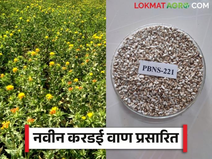 New Research : Two Safflower cultivars with rainfed production have been propagated by Vanamkrivi | New Research : वनामकृविने प्रसारित केली पर्जन्याधारित उत्पादन देणारी दोन करडई वाणं वाचा सविस्तर New Research : Two Safflower cultivars with rainfed production have been propagated by Vanamkrivi | New Research : वनामकृविने प्रसारित केली पर्जन्याधारित उत्पादन देणारी दोन करडई वाणं वाचा सविस्तर