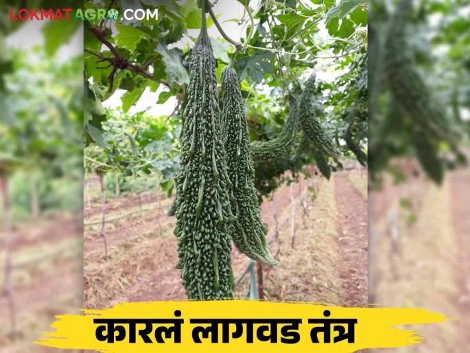 Karale Lagwad : Which variety to choose and how to cultivation of bitter gourd | Karale Lagwad : कारले लागवडीचे नियोजन करताय कोणते वाण निवडाल अन् कशी कराल लागवड Karale Lagwad : Which variety to choose and how to cultivation of bitter gourd | Karale Lagwad : कारले लागवडीचे नियोजन करताय कोणते वाण निवडाल अन् कशी कराल लागवड