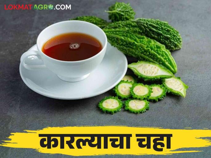 What are you saying! Tea can be made from bitter gourd, read in detail how to make it | काय सांगताय! कारल्यापासून करता येतोय चहा, कसा बनवाल वाचा सविस्तर What are you saying! Tea can be made from bitter gourd, read in detail how to make it | काय सांगताय! कारल्यापासून करता येतोय चहा, कसा बनवाल वाचा सविस्तर