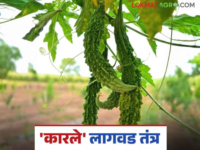 Karali Lagwad: Bitter Gourd a beneficial fruit and vegetable in the summer season; How to plant it? | Karali Lagwad : उन्हाळी हंगामात फायद्याची फळभाजी 'कारले'; कशी कराल लागवड? Karali Lagwad: Bitter Gourd a beneficial fruit and vegetable in the summer season; How to plant it? | Karali Lagwad : उन्हाळी हंगामात फायद्याची फळभाजी 'कारले'; कशी कराल लागवड?