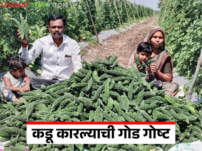 Farming of 20 guntas of bitter gourd brought financial prosperity to farmer Pramod; Read in detail | २० गुंठे कारल्याची शेतीने शेतकरी प्रमोद यांना मिळवून दिला आर्थिक गोडवा; वाचा सविस्तर Farming of 20 guntas of bitter gourd brought financial prosperity to farmer Pramod; Read in detail | २० गुंठे कारल्याची शेतीने शेतकरी प्रमोद यांना मिळवून दिला आर्थिक गोडवा; वाचा सविस्तर
