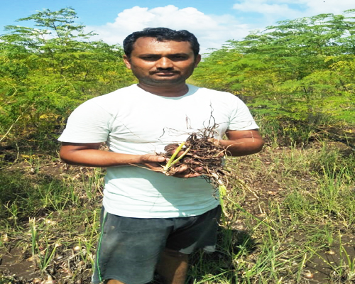 Onion cultivation alone costs sixty thousand and aid eight thousand! | कांदा लागवडीचा एकरी खर्च साठ हजार अन् मदत आठ हजार ! Onion cultivation alone costs sixty thousand and aid eight thousand! | कांदा लागवडीचा एकरी खर्च साठ हजार अन् मदत आठ हजार !