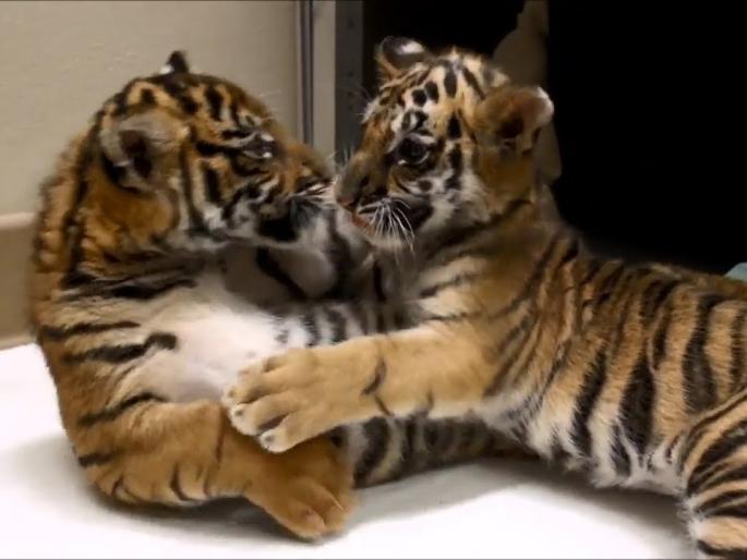 Free trips to the Tigers of Nagpur in the Umdera-Kandalandel of Nagpur | नागपूरनजीकच्या उमरेड-कऱ्हांडल्यात वाघाच्या बछड्यांचा मुक्तविहार Free trips to the Tigers of Nagpur in the Umdera-Kandalandel of Nagpur | नागपूरनजीकच्या उमरेड-कऱ्हांडल्यात वाघाच्या बछड्यांचा मुक्तविहार