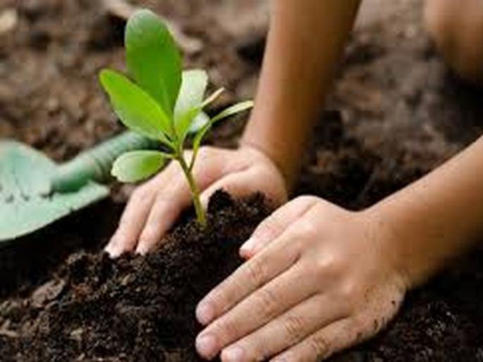 Fulfillment of 70% objective of tree cultivation in Karanja taluka! | कारंजा तालुक्यात वृक्ष लागवडीचे ७० टक्के उद्दिष्ट पूर्ण ! Fulfillment of 70% objective of tree cultivation in Karanja taluka! | कारंजा तालुक्यात वृक्ष लागवडीचे ७० टक्के उद्दिष्ट पूर्ण !