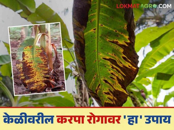 Karapa Disease On Banana: Attack of Karapa disease on banana; Read the measures in detail | Karapa Disease On Banana : केळीवर करपा रोगाचा अटॅक; या करा उपाययोजना वाचा सविस्तर Karapa Disease On Banana: Attack of Karapa disease on banana; Read the measures in detail | Karapa Disease On Banana : केळीवर करपा रोगाचा अटॅक; या करा उपाययोजना वाचा सविस्तर