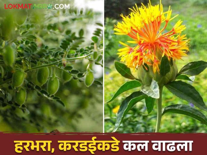 Why did the farmers tend to grow gram and safflower this year instead of jowar? Read in detail | यंदा ज्वारीपेक्षा हरभरा अन् करडई पीक घेण्याकडे शेतकऱ्यांचा वाढला कल का? वाचा सविस्तर Why did the farmers tend to grow gram and safflower this year instead of jowar? Read in detail | यंदा ज्वारीपेक्षा हरभरा अन् करडई पीक घेण्याकडे शेतकऱ्यांचा वाढला कल का? वाचा सविस्तर