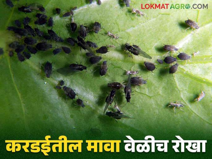 Safflower Aphid : Measures for control of aphid pest in safflower crop | Safflower Aphid : करडई पिकातील मावा किडीच्या नियंत्रणासाठी उपाययोजना Safflower Aphid : Measures for control of aphid pest in safflower crop | Safflower Aphid : करडई पिकातील मावा किडीच्या नियंत्रणासाठी उपाययोजना