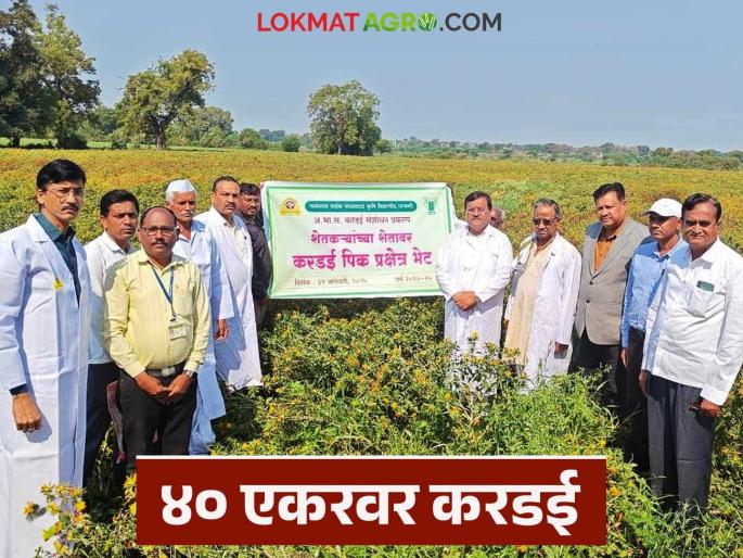 Latest News Kardai Lagvad cultivated on 40 acres by farmer in Parbhani district | Kardai Lagvad : करडई लागवड फायद्याची, परभणी जिल्ह्यात एका शेतकऱ्याकडून 40 एकरवर लागवड 