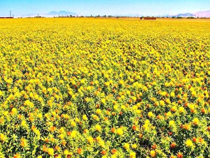 No financial assistance to farmers from Mahajyoti even after 10 months | ‘महाज्याेती’चा शेतकऱ्यांना इंगा; १० महिने उलटूनही अर्थसाहाय्य नाही No financial assistance to farmers from Mahajyoti even after 10 months | ‘महाज्याेती’चा शेतकऱ्यांना इंगा; १० महिने उलटूनही अर्थसाहाय्य नाही