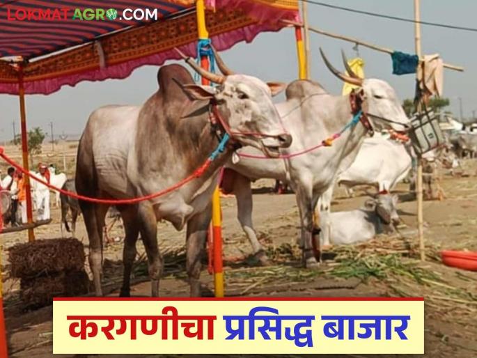 There is a huge demand for indigenous breed cow cattle, bullocks; turnover of Rs 4 crores in Kargani market | देशी जातिवंत खिलार गाई व खोंड, बैलांना मोठी मागणी; करगणी बाजारात ४ कोटींची उलाढाल There is a huge demand for indigenous breed cow cattle, bullocks; turnover of Rs 4 crores in Kargani market | देशी जातिवंत खिलार गाई व खोंड, बैलांना मोठी मागणी; करगणी बाजारात ४ कोटींची उलाढाल