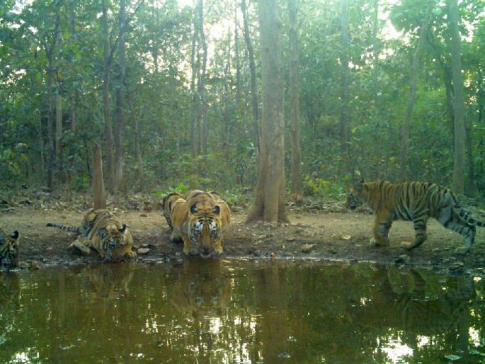 tigress t1 was seen roaming with three cubs in Umred-Karhandla forest | दुडुदुडु धावणाऱ्या रुबाबदार, राजस पाहुण्यांनी कऱ्हांडला बहरला ! tigress t1 was seen roaming with three cubs in Umred-Karhandla forest | दुडुदुडु धावणाऱ्या रुबाबदार, राजस पाहुण्यांनी कऱ्हांडला बहरला !