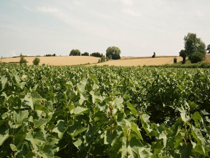 Nationalized banks will be able to raise crop loan | पीक कर्जाला राष्ट्रीयकृत बॅँकांचा ठेंगा Nationalized banks will be able to raise crop loan | पीक कर्जाला राष्ट्रीयकृत बॅँकांचा ठेंगा