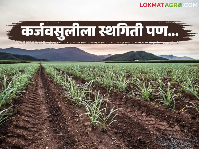 Loan recovery suspended but banks eye on sugarcane bill; Will there be any deduction from sugarcane bill? | कर्जवसुलीला स्थगिती पण बँकांचा मात्र ऊस बिलावर डोळा; ऊस बिलातून कटती होणार का? Loan recovery suspended but banks eye on sugarcane bill; Will there be any deduction from sugarcane bill? | कर्जवसुलीला स्थगिती पण बँकांचा मात्र ऊस बिलावर डोळा; ऊस बिलातून कटती होणार का?