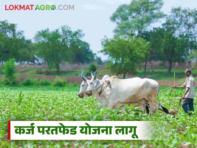 Latest News Nashik Jilha Bank Approval to implement Samopachar loan repayment scheme for recovery of arrears | Nashik Jilha Bank : कर्ज परतफेड योजना लागू, तर शेतकरी म्हणतात एक दमडीही भरणार नाही Latest News Nashik Jilha Bank Approval to implement Samopachar loan repayment scheme for recovery of arrears | Nashik Jilha Bank : कर्ज परतफेड योजना लागू, तर शेतकरी म्हणतात एक दमडीही भरणार नाही