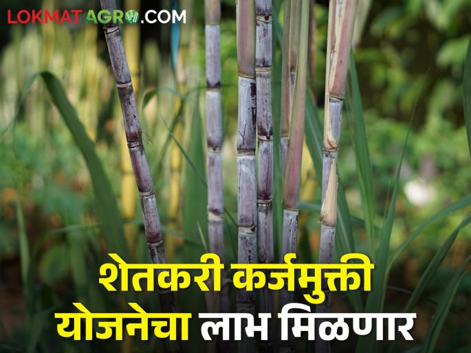 Good news for sugarcane farmers in Kolhapur district; Farmers will now get the benefit of loan waiver scheme | कोल्हापूर जिल्ह्यातील उसाच्या शेतकऱ्यांना खुशखबर; शेतकरी कर्जमुक्ती योजनेचा लाभ मिळणार