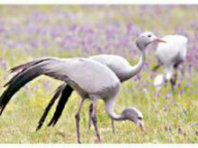 Dominic Crane - The Curcumin Predity Rarely | डोमिसियल क्रेन - कुरकुंज्या पक्षी झाला दुर्मीळ Dominic Crane - The Curcumin Predity Rarely | डोमिसियल क्रेन - कुरकुंज्या पक्षी झाला दुर्मीळ