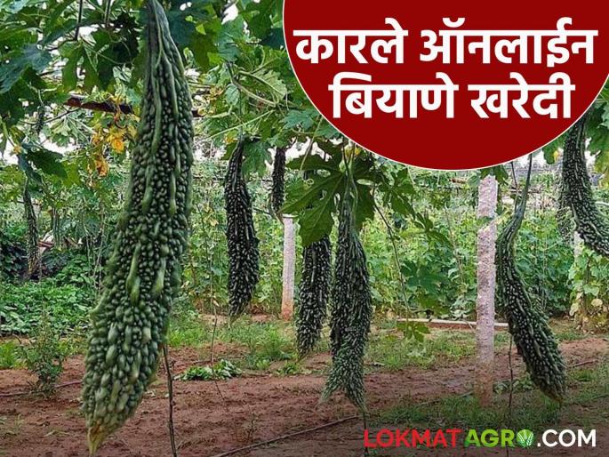 Latest News Karle Lagvad Buy seeds of Hirkani variety of bitter gourd that gives high yield | Karle Lagvad : भरघोस उत्पादन देणारे कारल्याचे हिरकणी वाण, अशी करा बियाणे खरेदी 
